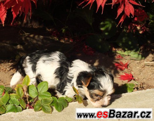 biewerjorkšírský terrier, biewer yorkshirre terrier, biewer – fotografie 2
