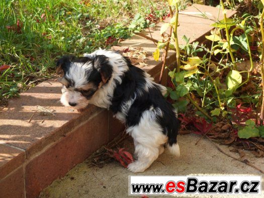 biewerjorkšírský terrier, biewer yorkshirre terrier, biewer – fotografie 3