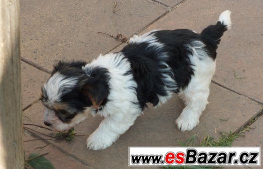 biewerjorkšírský terrier, biewer yorkshirre terrier, biewer – fotografie 4