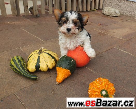 biewer, biewer jorkšírský terier, biewer  yorkshirre terrier – fotografie 1