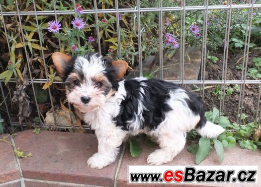 biewer, biewer jorkšírský terier, biewer  yorkshirre terrier – fotografie 3