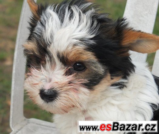 biewer, biewer jorkšírský terier, biewer  yorkshirre terrier – fotografie 4