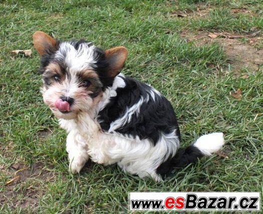 biewer, biewer jorkšírský terier, biewer  yorkshirre terrier – fotografie 5