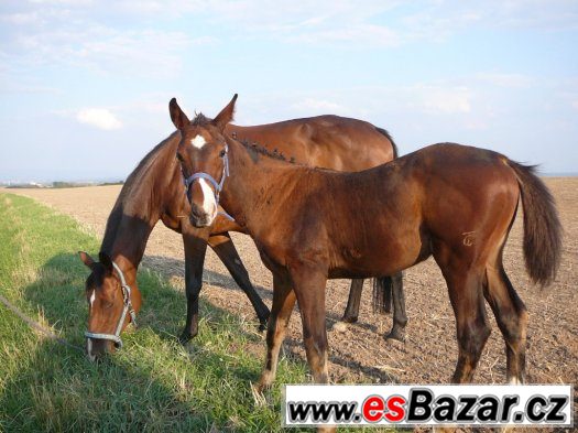 Hřebeček ČT nejlépe do všestrannosti – fotografie 2
