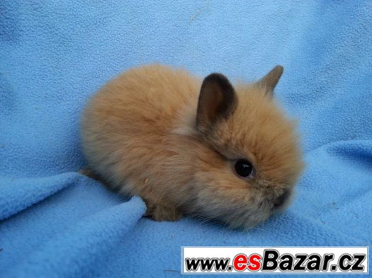 Zakrslí lvíčci (králíčci s teddy genem) – fotografie 1