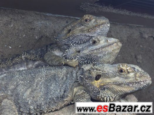 Agama vousata 2x samicka 1x samecek – fotografie 1