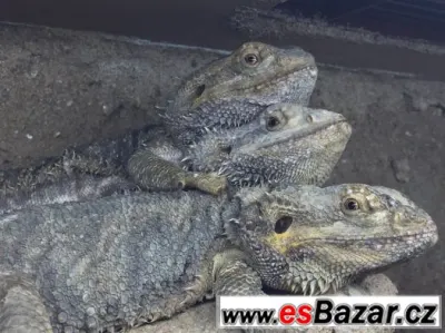 Agama vousata 2x samicka 1x samecek