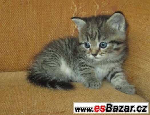 Britská koťata s PP  tečkovaná a tečkovaná bikolor WHISKAS – fotografie 1