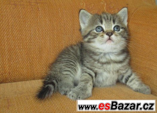 Britská koťata s PP  tečkovaná a tečkovaná bikolor WHISKAS – fotografie 3