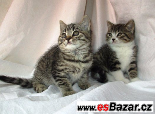 Britská koťata s PP  tečkovaná a tečkovaná bikolor WHISKAS – fotografie 4