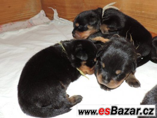 Štěňata rottweilerů s PP (FCI) – fotografie 1
