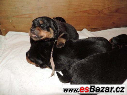 Štěňata rottweilerů s PP (FCI) – fotografie 2