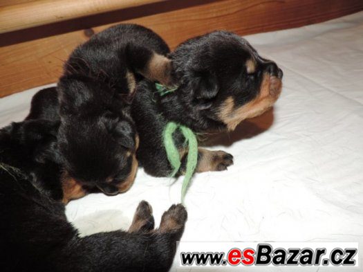 Štěňata rottweilerů s PP (FCI) – fotografie 3