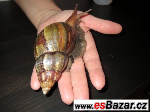 Nabízím šneky achatina folica. – fotografie 2