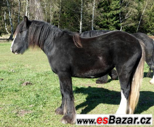 Irský cob - pěkná klisna 1,5 roku – fotografie 2