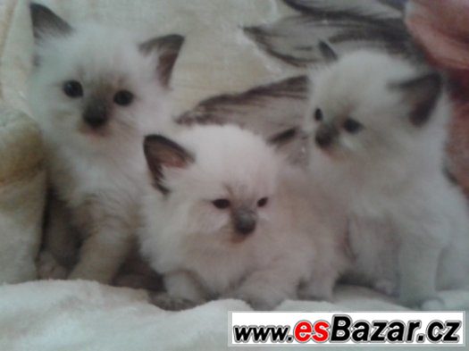 Ragdoll koťátka s PP – fotografie 1