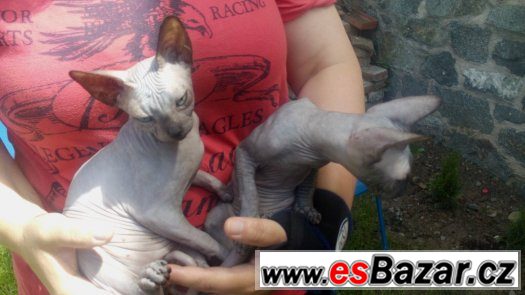 Sphynx s PP koťátka – fotografie 5
