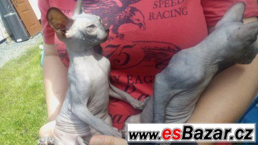 Sphynx kluk s PP 7 měsíční za 8.000,- – fotografie 1