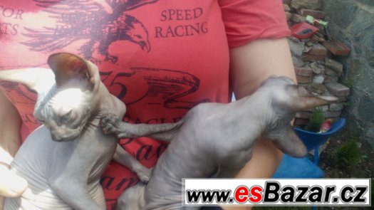 Sphynx kluk s PP 7 měsíční za 8.000,- – fotografie 2