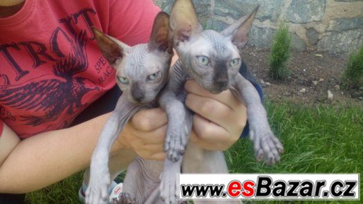 Sphynx, dvě holky+kluk s PP 7 měsíců – fotografie 1