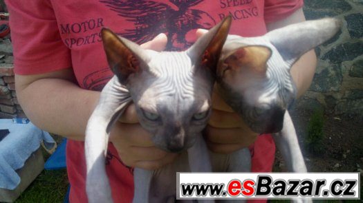 Sphynx, dvě holky+kluk s PP 7 měsíců – fotografie 4