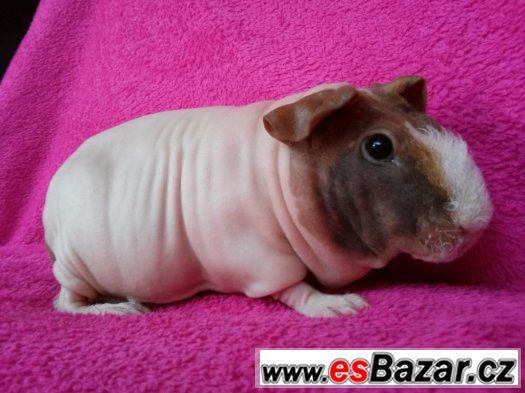 Skinny morče holka Popi – fotografie 1