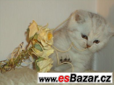 Britská koťátka mramorovaná /Whiskas/,tečkovaná a – fotografie 2