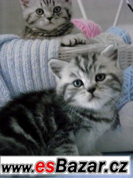 Britská koťátka mramorovaná /Whiskas/,tečkovaná a – fotografie 3