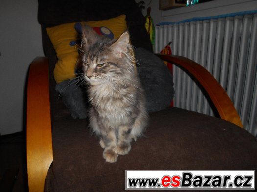 MAINSKÉ MÝVALÍ KOČIČKY – fotografie 4