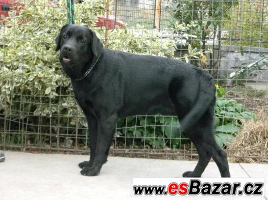 Labradorský retrívr – fotografie 2
