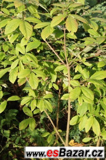 Magnolia obovata a další zajímavé rostliny – fotografie 3