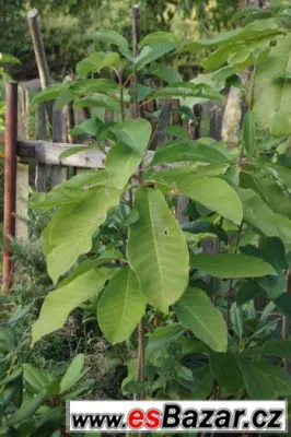 Magnolia obovata a další zajímavé rostliny