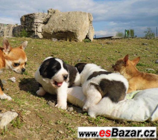 PYRENEJSKÝ MASTIN obří štěňata – fotografie 1