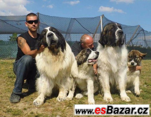 PYRENEJSKÝ MASTIN obříci – fotografie 1