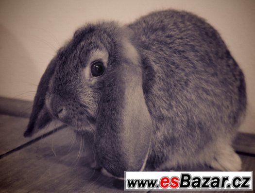 Zakrslý králík – fotografie 1