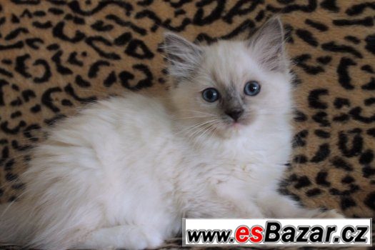Ragdoll koťátka s PP – fotografie 3