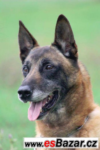 belgický ovčák malinois - nabídka ke krytí – fotografie 1