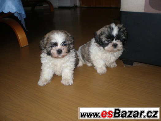 Shih-tzu – fotografie 3