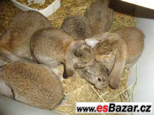 králík - francouzský beran – fotografie 1