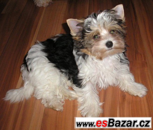 Biewer jorkšír terrier s PP – fotografie 3