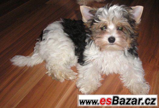 Biewer jorkšír terrier s PP – fotografie 4