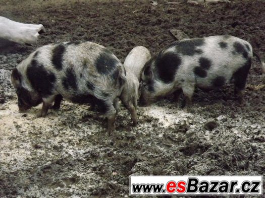 Prodám 2 bachyně v březí - spěchá – fotografie 2