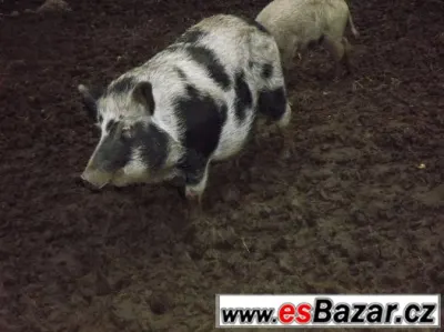 Prodám 2 bachyně v březí - spěchá