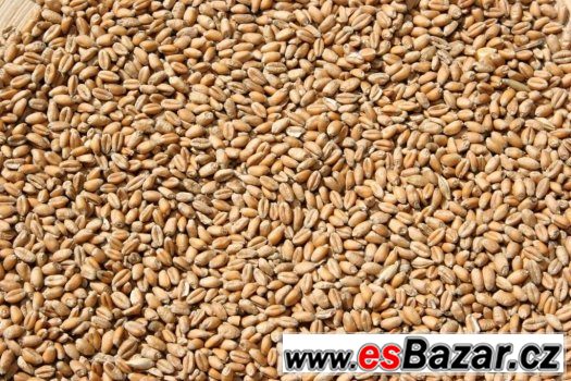 Pšenice a oves nahý – fotografie 1