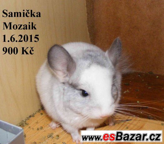 Barevné a standard činčily - 27.9 BVV – fotografie 1