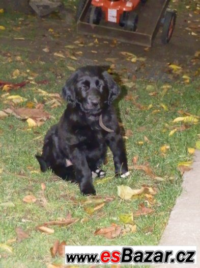 Prodám štěně Flat coated retriever – fotografie 3
