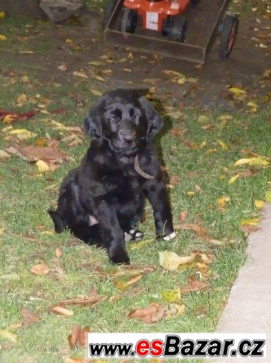 Prodám štěně Flat coated retriever – fotografie 1