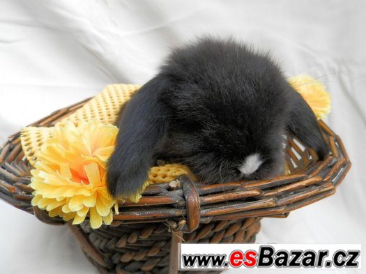 teddy králík, králíček, beránek – fotografie 2