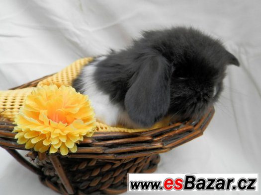 teddy králík, králíček, beránek – fotografie 3