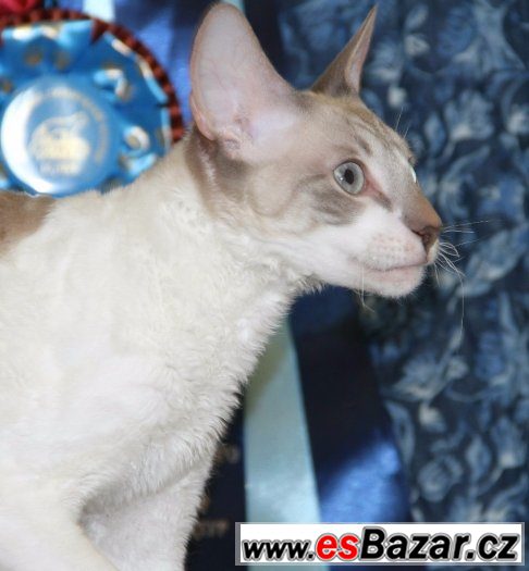 Cornish rex – fotografie 1